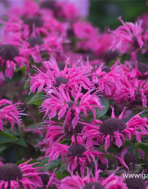 Monarda didyma 'Pink Lace' -R-