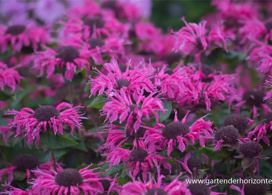 Monarda didyma 'Pink Lace' -R-