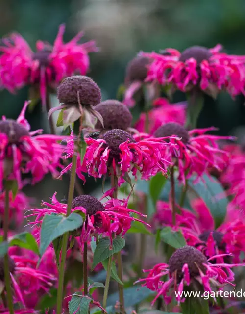 Monarda didyma 'Balance'