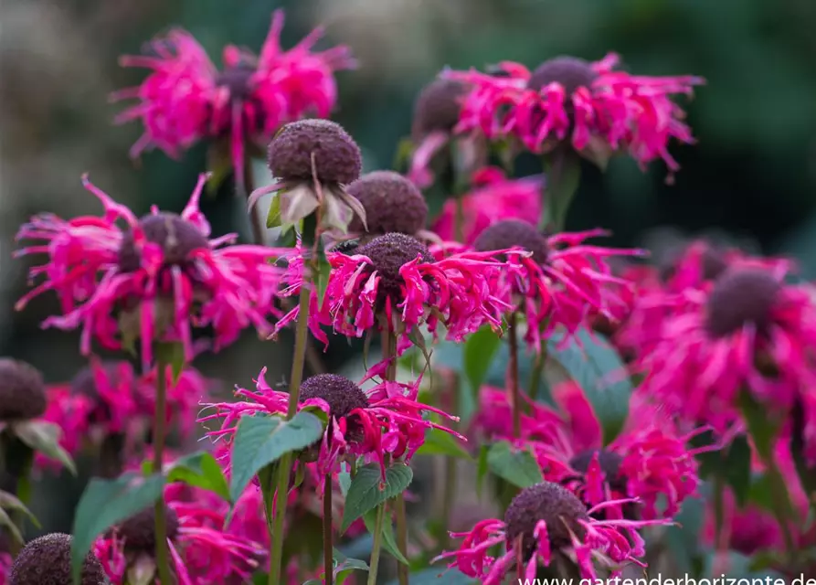 Monarda didyma 'Balance'