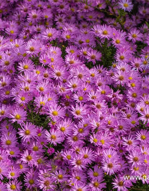 Kissen-Aster