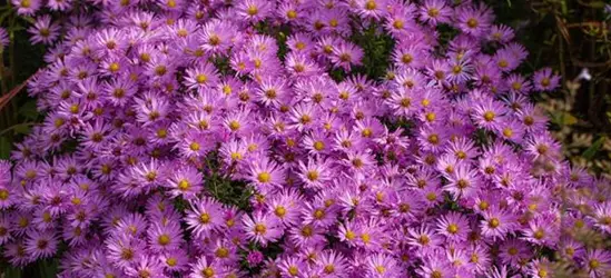 Kissen-Aster