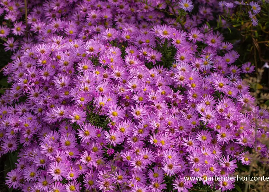 Kissen-Aster