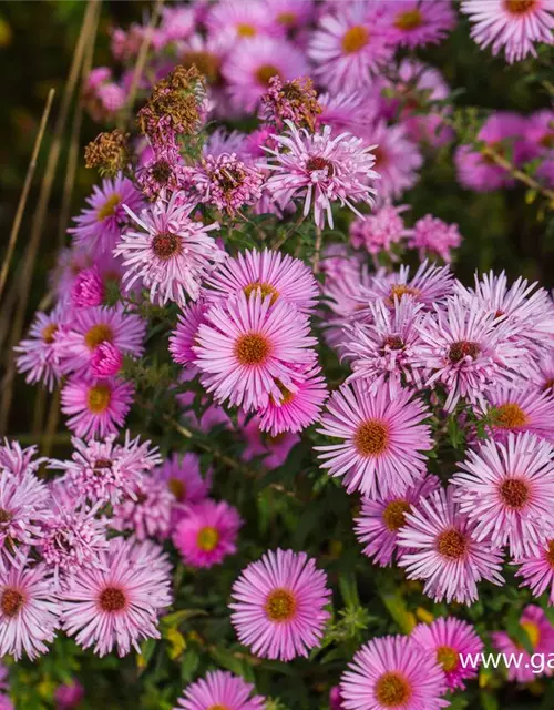 Kissen-Aster