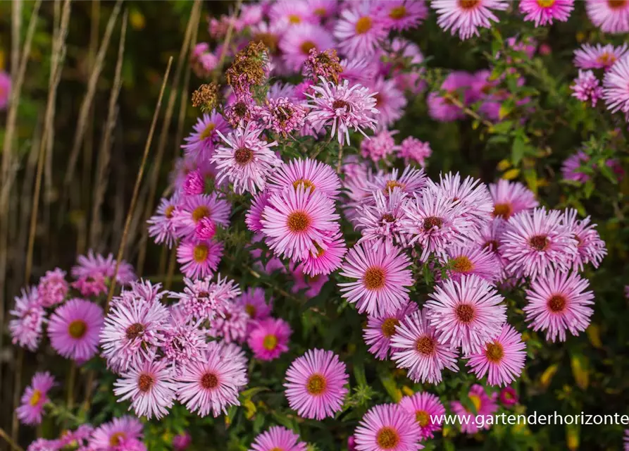 Kissen-Aster