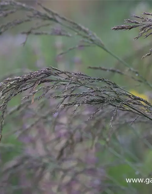 Kleines Garten-Pfeifengras 'Dauerstrahl'