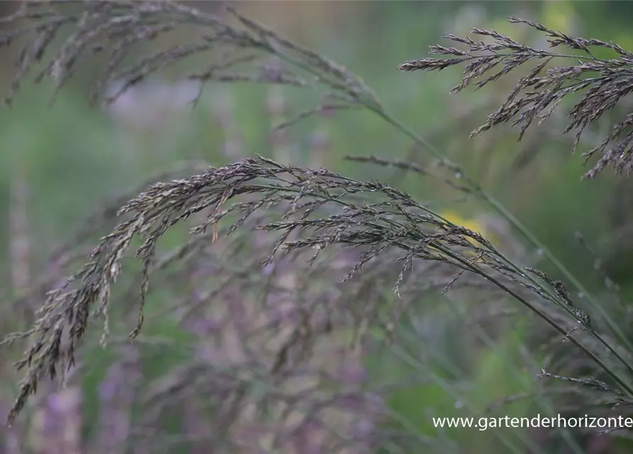 Kleines Garten-Pfeifengras 'Dauerstrahl'