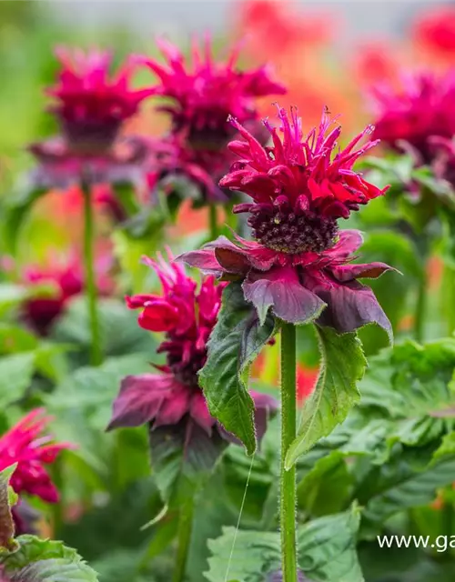 Monarda didyma 'Fireball' -R-