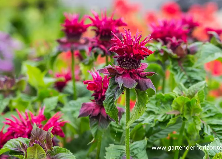 Monarda didyma 'Fireball' -R-