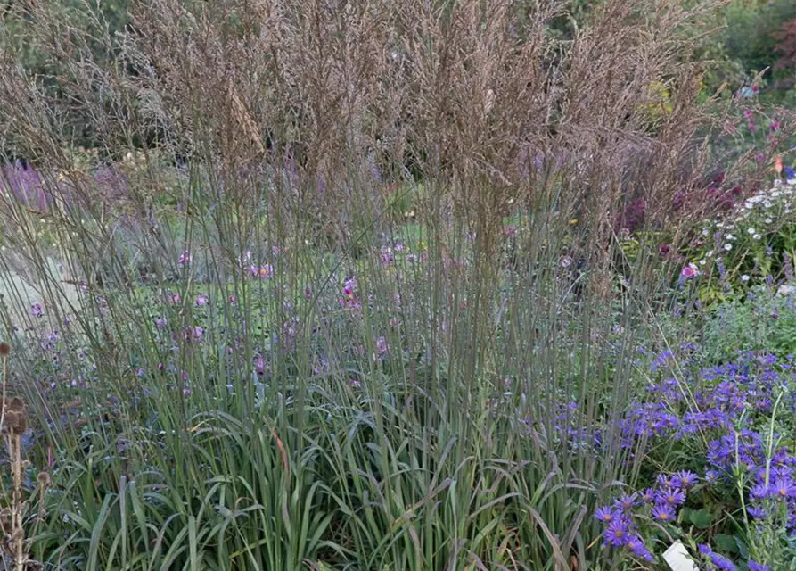 Kleines Garten-Pfeifengras 'Dauerstrahl'