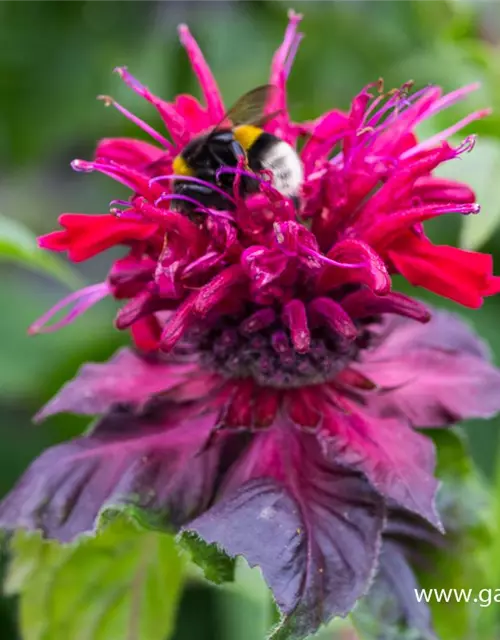 Monarda didyma 'Fireball' -R-