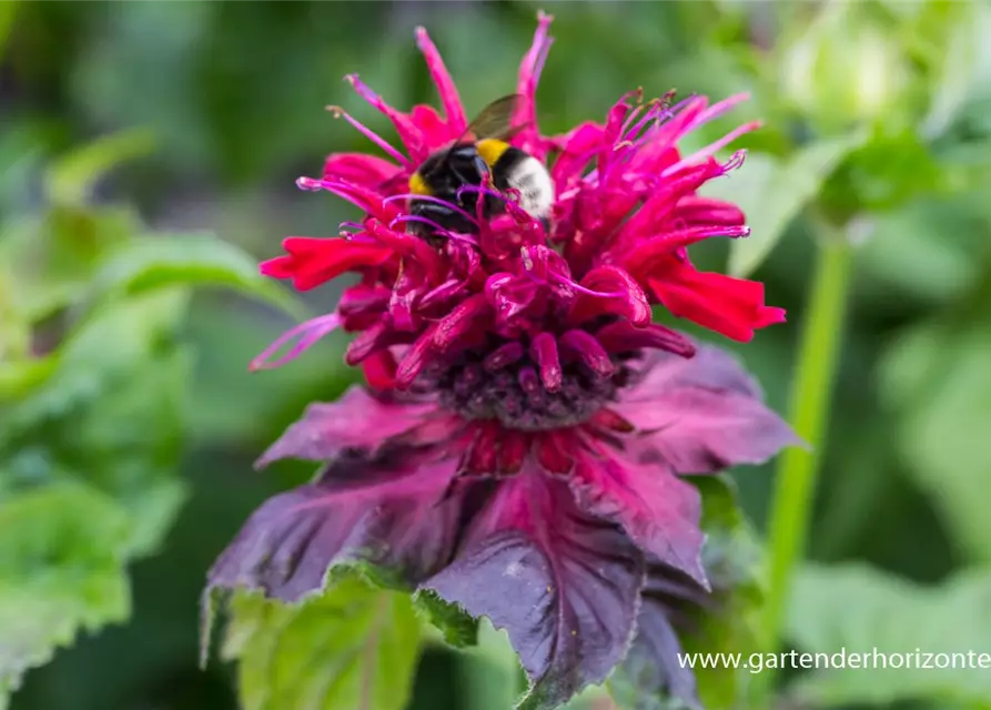 Monarda didyma 'Fireball' -R-