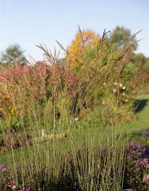 Kleines Garten-Pfeifengras 'Dauerstrahl'