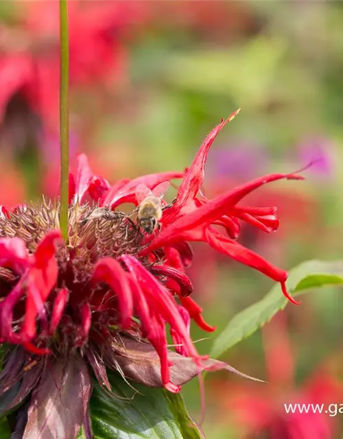 Monarda didyma 'Squaw'