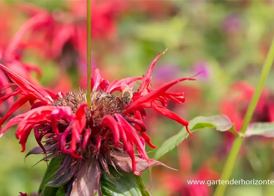 Monarda didyma 'Squaw'