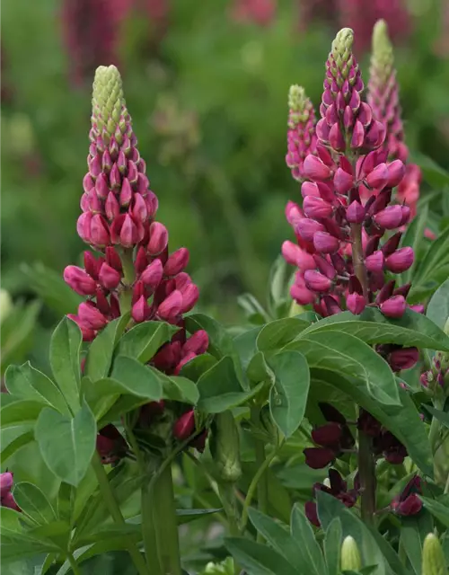 Lupine 'Camelot Red'®