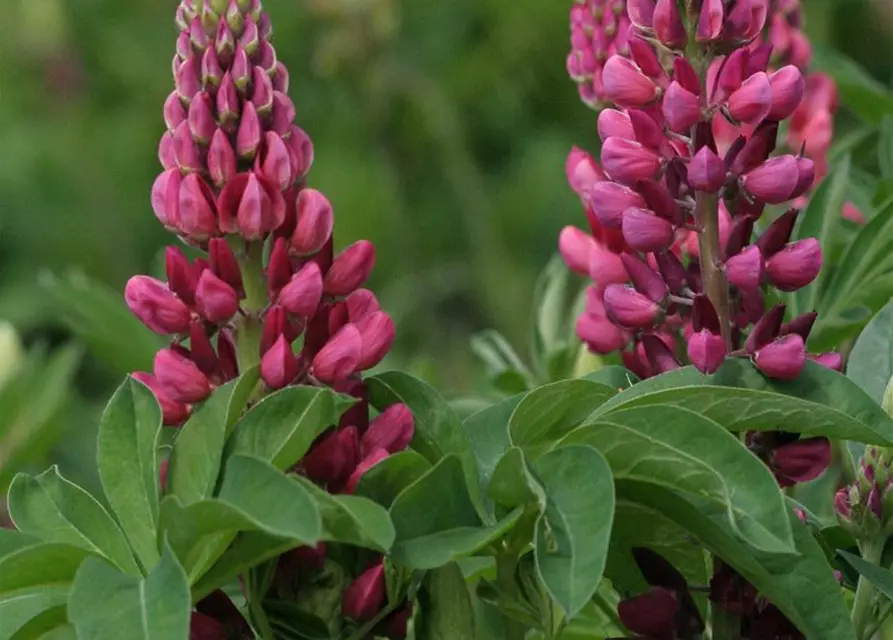 Lupine 'Camelot Red'®