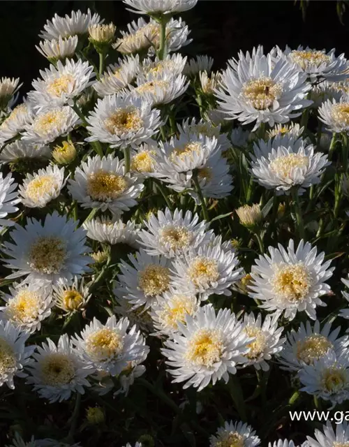 Niedrige Garten-Aster 'White'