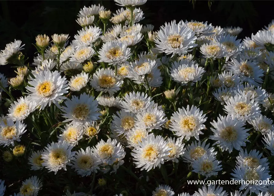 Niedrige Garten-Aster 'White'