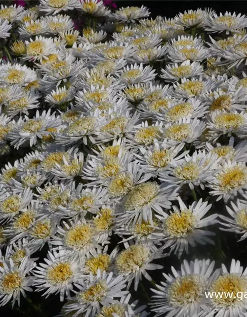 Niedrige Garten-Aster 'White'