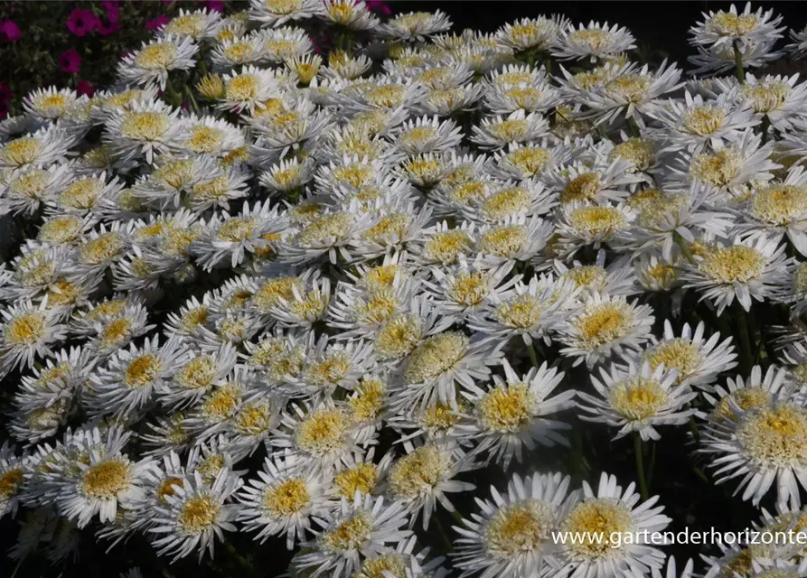 Niedrige Garten-Aster 'White'