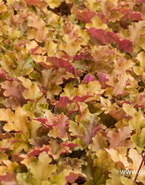 Heuchera villosa 'Marmalade' -R-