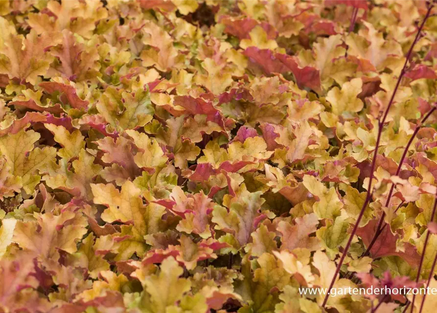 Heuchera villosa 'Marmalade' -R-