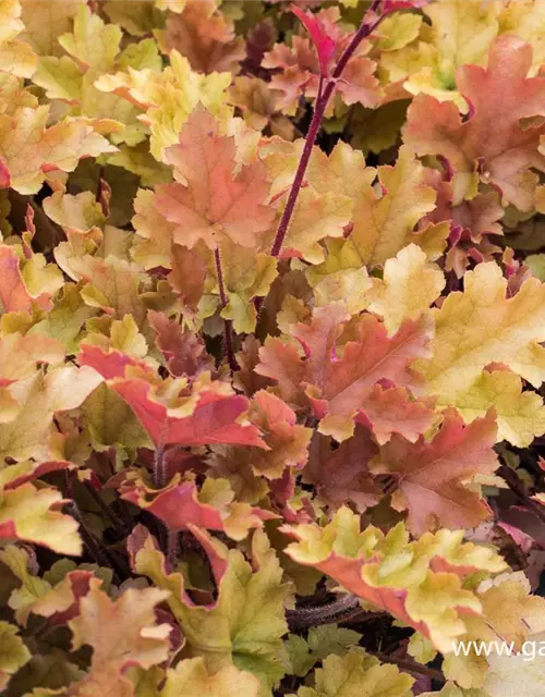 Heuchera villosa 'Marmalade' -R-