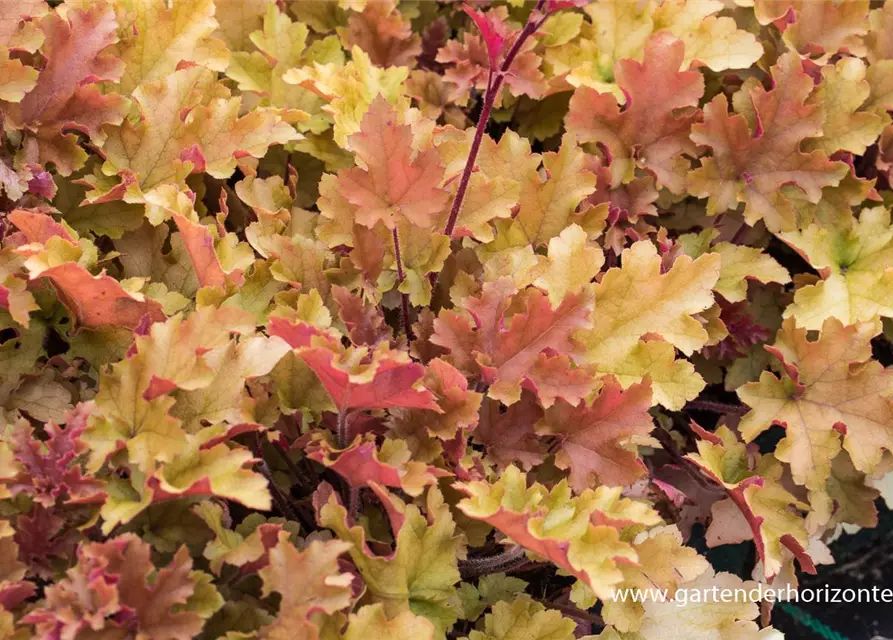 Heuchera villosa 'Marmalade' -R-