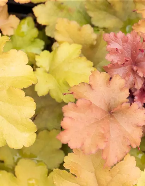 Heuchera villosa 'Marmalade' -R-