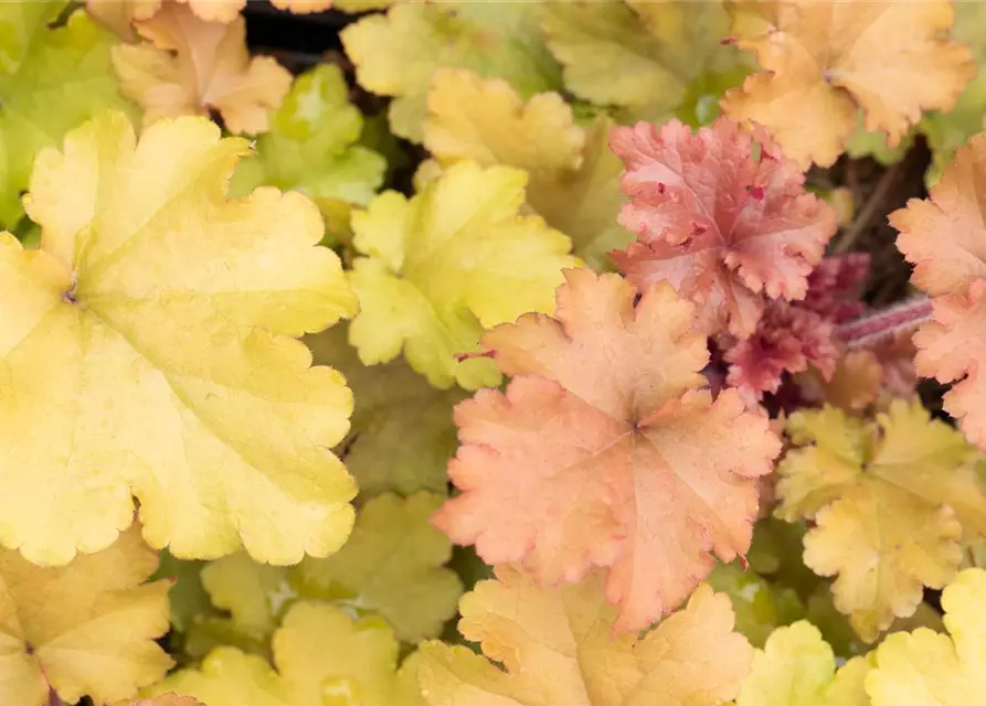 Heuchera villosa 'Marmalade' -R-