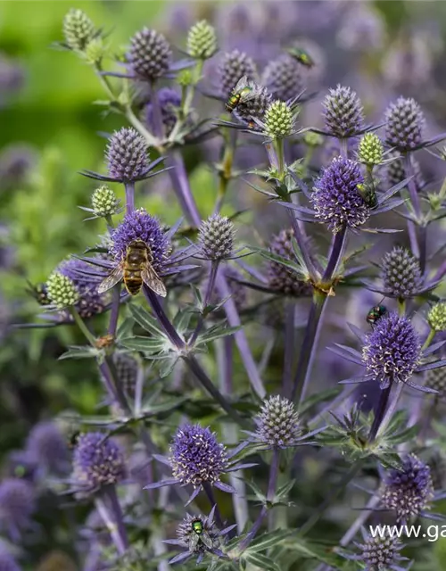 Kleiner Garten-Mannstreu 'Blue Hobbit'