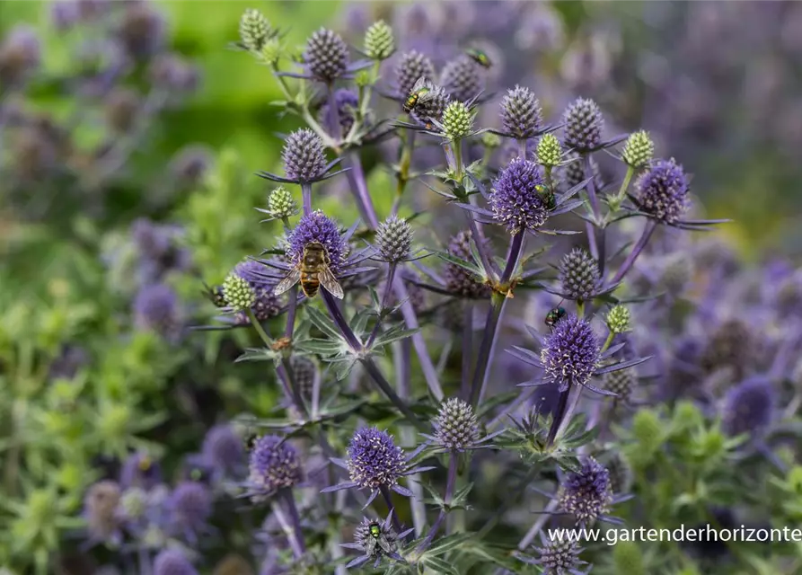 Kleiner Garten-Mannstreu 'Blue Hobbit'