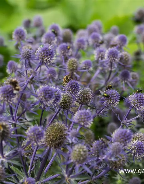 Kleiner Garten-Mannstreu 'Blue Hobbit'