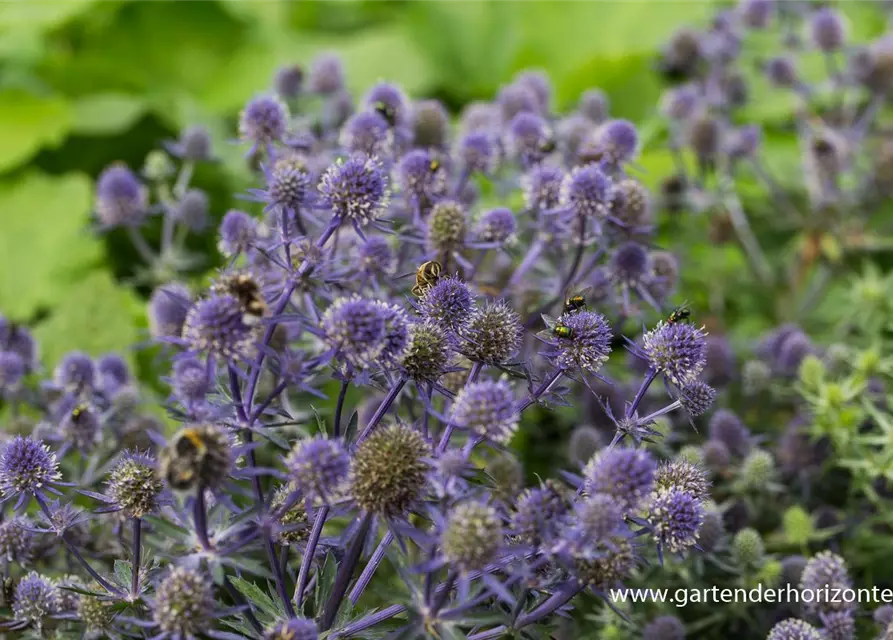 Kleiner Garten-Mannstreu 'Blue Hobbit'