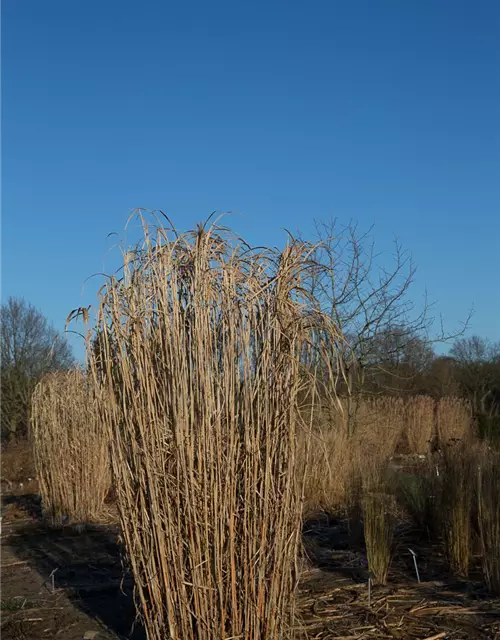 Hohes Garten-Chinaschilf 'Aksel Olsen'