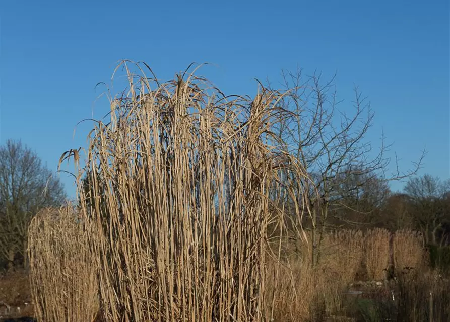 Hohes Garten-Chinaschilf 'Aksel Olsen'