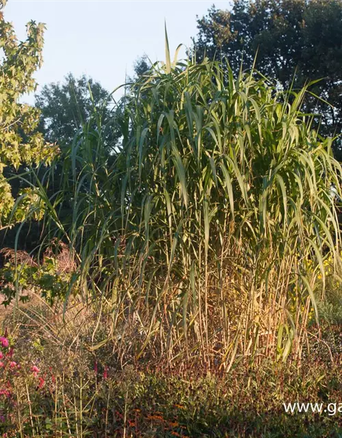 Hohes Garten-Chinaschilf 'Aksel Olsen'