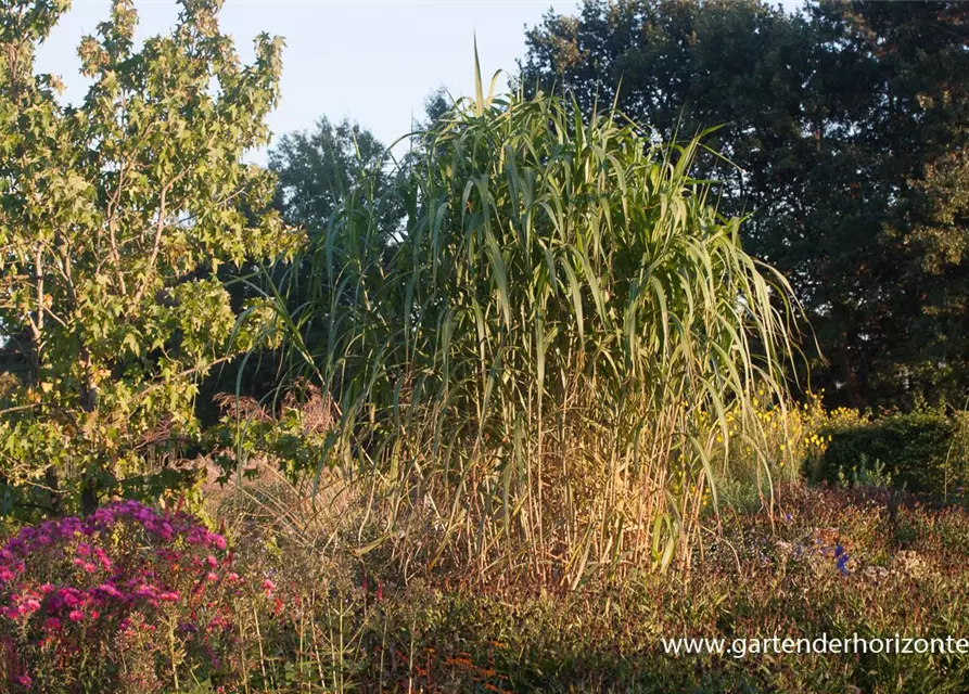 Hohes Garten-Chinaschilf 'Aksel Olsen'