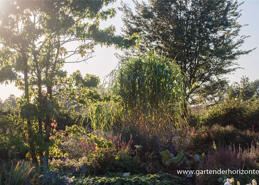 Hohes Garten-Chinaschilf 'Aksel Olsen'