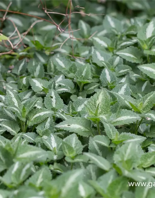 Lamium maculatum 'Argenteum'