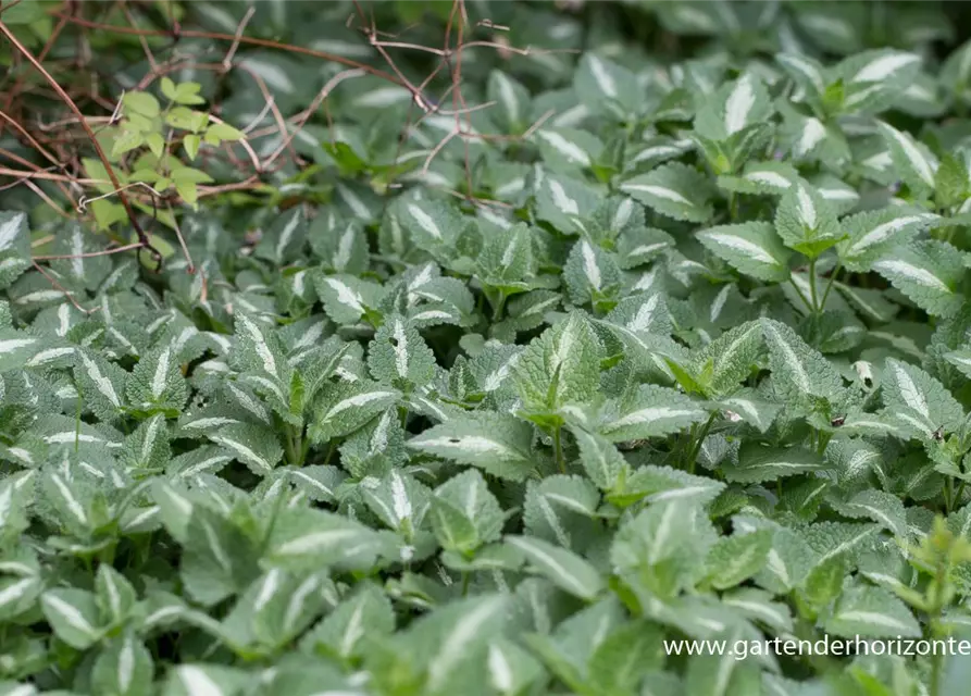 Lamium maculatum 'Argenteum'