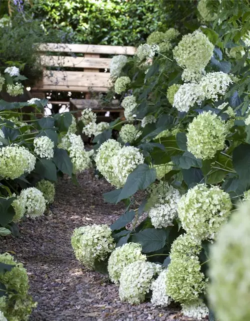 Weisse Ballhortensie 'Annabelle'