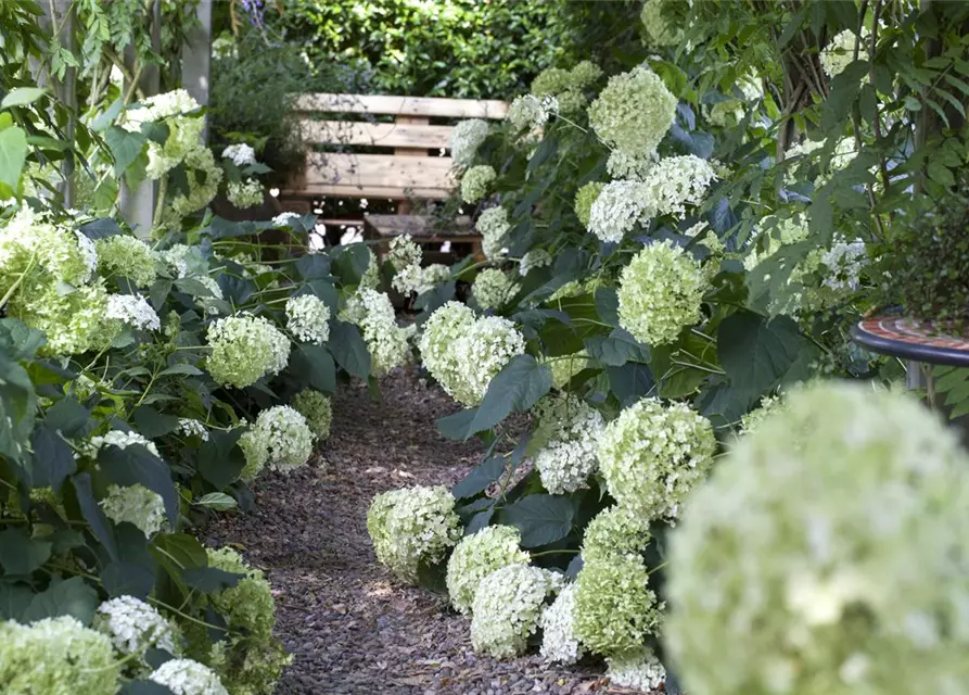 Weisse Ballhortensie 'Annabelle'