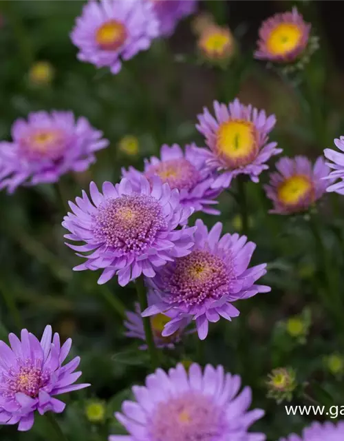 Niedrige Garten-Aster 'X Pink'