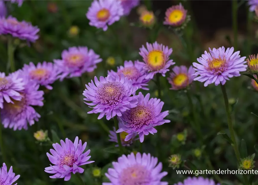 Niedrige Garten-Aster 'X Pink'