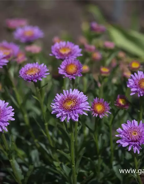 Niedrige Garten-Aster 'X Pink'