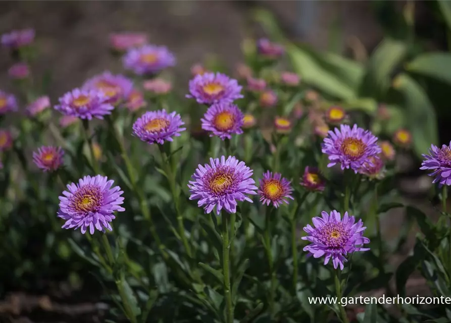 Niedrige Garten-Aster 'X Pink'