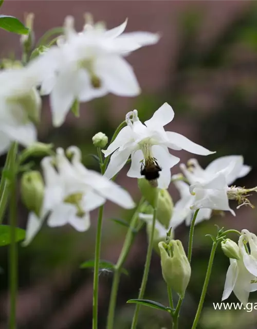 Kurzspornige Akelei 'Alba'