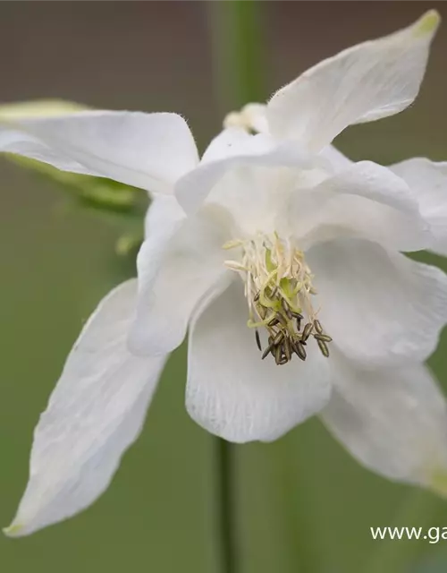 Kurzspornige Akelei 'Alba'